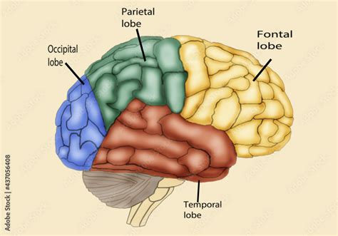 Four Lobes of Human Brain Stock Illustration | Adobe Stock