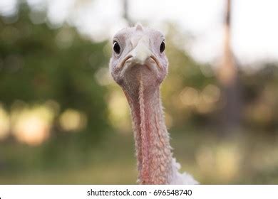 Funny Turkey Stock Photos - 31,145 Images | Shutterstock