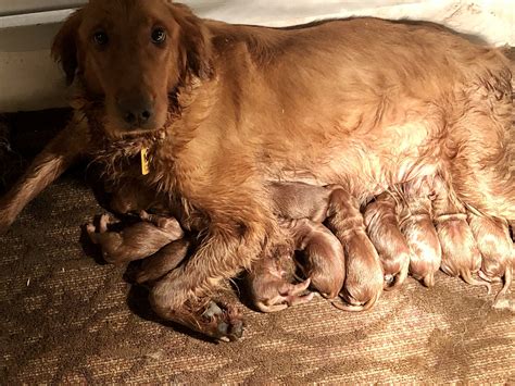 Goldador Puppies – Schelhaas Family Puppies