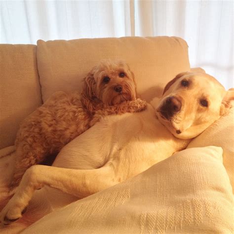 How To Cuddle With Your Dog at Lynn Potter blog