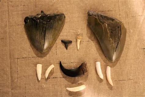 Dinosaur Teeth Stock Photos, Images and Backgrounds for Free Download