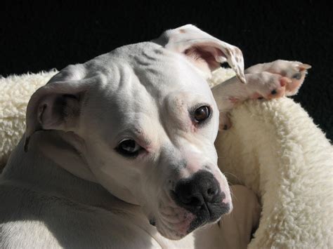 IzzieBella Boo - Contest Entry #2923 - Modern Dog Magazine