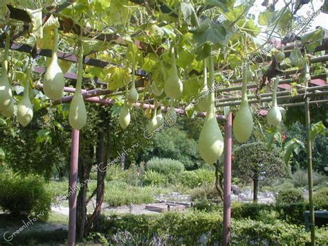 Лагенария - Однолетние лианы - Лианы - GreenInfo.ru
