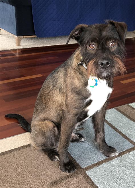 Extremely rare chihuahua pit bull mix : rarepuppers