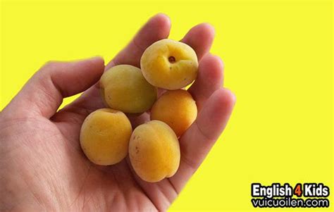 Quả mơ tiếng anh là gì và đọc như thế nào cho đúng