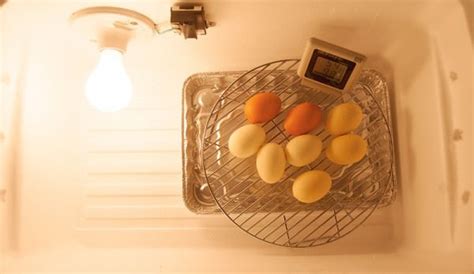 how to put eggs in incubator