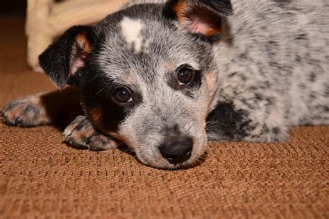 find   dogs   popular unique dog names wisdom