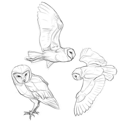 Owl Drawing Reference and Sketches for Artists