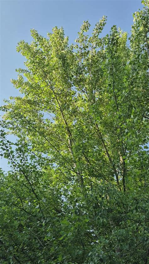 Japanese+Mom+Son+Six+Video Videos, Download The BEST Free 4k Stock