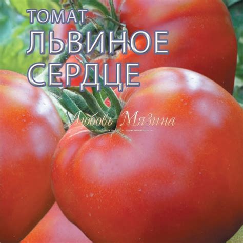 томат ЛЬВИНОЕ СЕРДЦЕ ц, Мязина