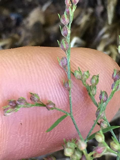 Lechea tenuifolia (Narrowleaf Pinweed) - FSUS