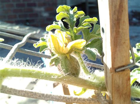 A tiny watermelon on the vine. Does anyone else have heavy parental