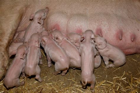 how much do pis make