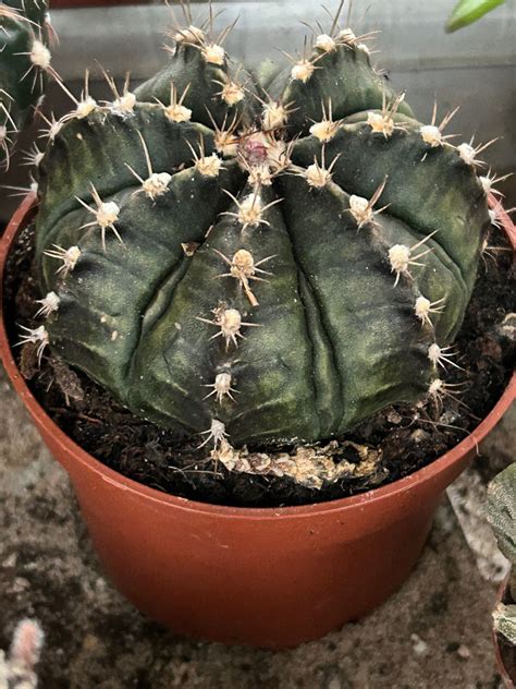 gymnocalycium mihanovichii variegata cactuses gymnocalycium maxi