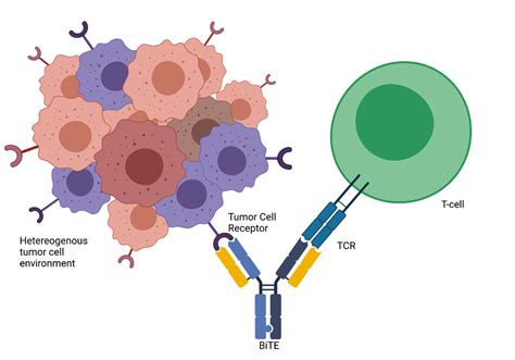 bispecific therapeutics explained rapid novor
