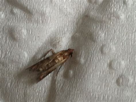 how to get rid of moths in house 7