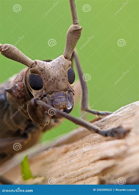Longhorn Beetle head stock image. Image of head, macro - 250309023