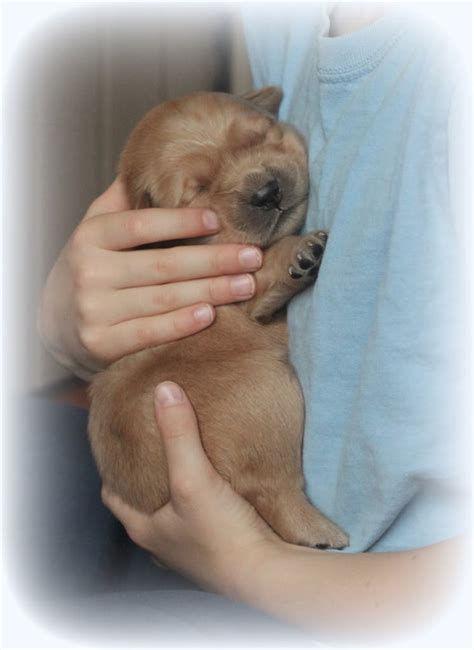 Announcing the Arrival of Sunny's Golden Puppies! - Windy Knoll Golden ...