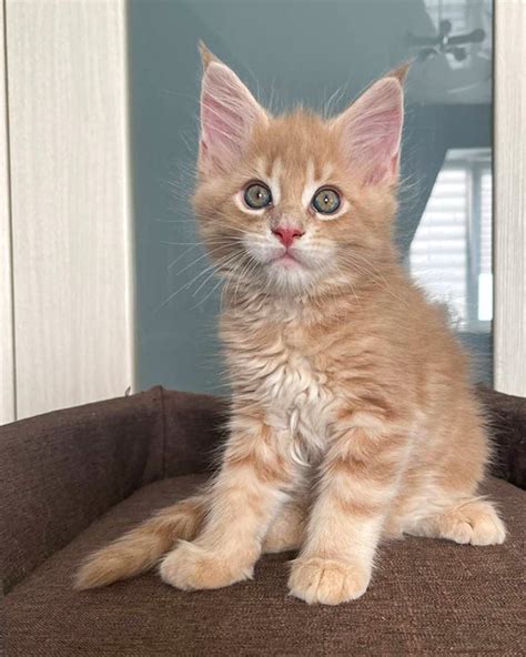 Котенок мейн-кун Peach - Питомник мейн-кунов Bright Image