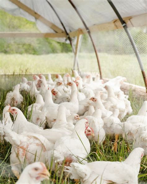 Chicken Bone Broth – Grown Well Regenerative Farm