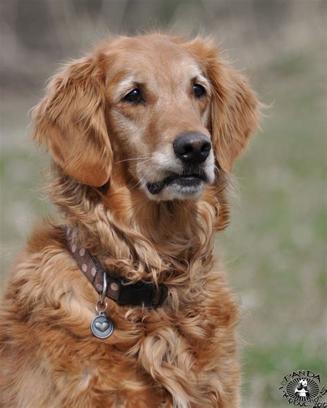 Close-up of a Golden Retriever with a Collar