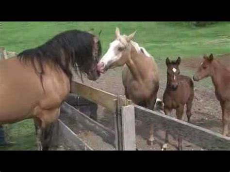 estrus behavior  mares   extension youtube