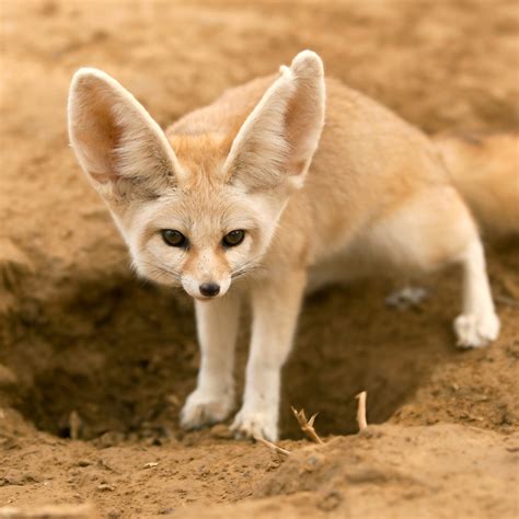 The Fascinating Behavioral Adaptations of Fennec Foxes: A Natural Guide
