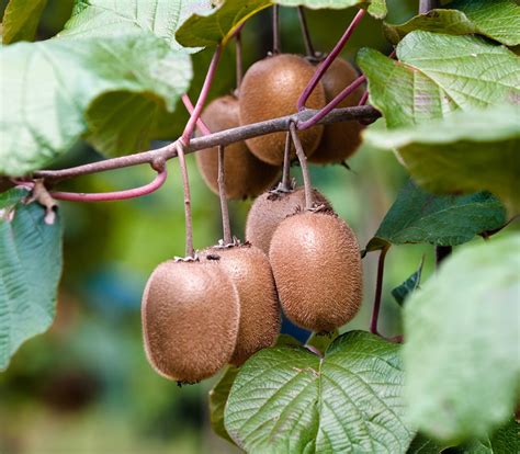 Actinidia kolomikta - Arctic Beauty Kiwi - Seeds