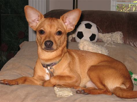 Lil' Ricky was the funniest Chihuahua/Rat Terrier mix ever! | Chihuahua terrier mix, Rat terrier