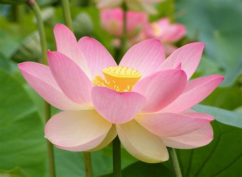 hindu lotus flower related guidelines  sending sympathy gifts