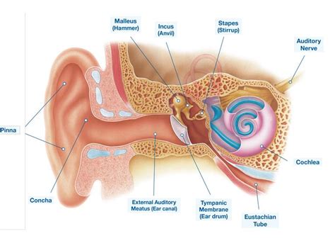 Anatomy Of The Ear Human Ear Anatomy. The Human Ear Has Very