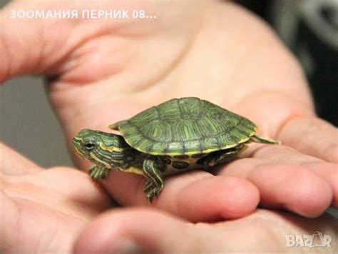 Земноводни Мини Костенурки - Костенурка Перник в Костенурки в гр ...