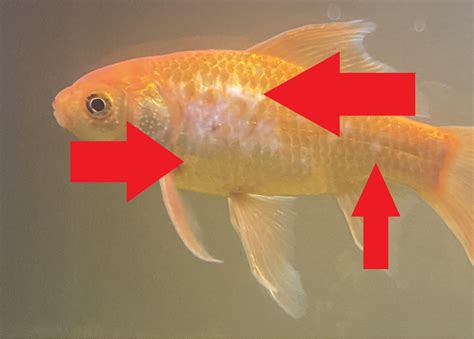 goldfish fins missing fin rot  goldfish   fin rot