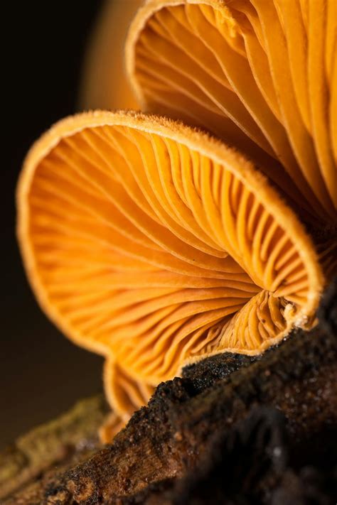 Just+Big+Hard+Cocks+Close+Up Photos, Download The BEST Free Just+Big