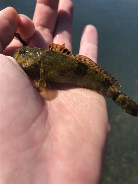 Looking for trout - found a sculpin : r/MicroFishing