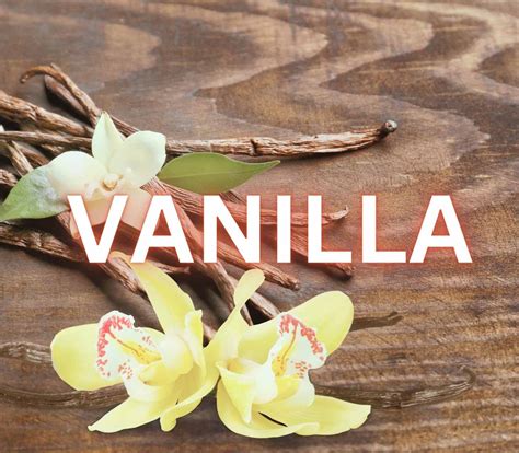 Vanilla: A Flavorful Oasis in the Heart of the Rainforest – Open Wiking