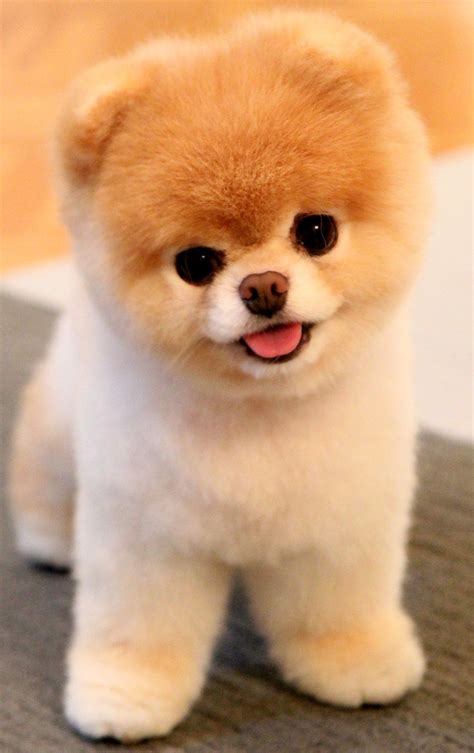 Le Chiot Le Plus Mignon Du Monde 2024 Les Races De Chiens De A à Z