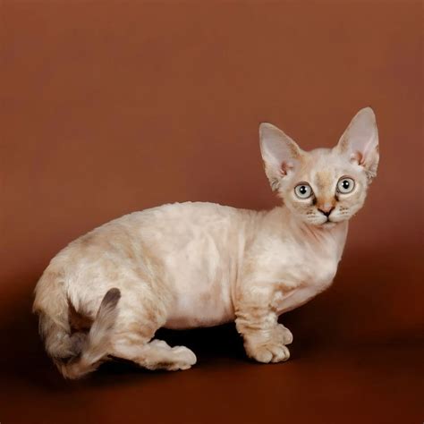 Minskin Cat Breed Information: Characteristics, Care, and Temperament ...