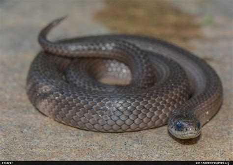 Mountain Earthsnake – PA HERP IDENTIFICATION