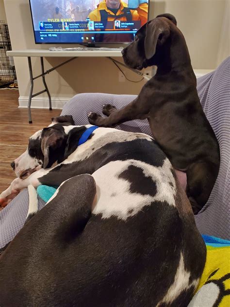 9 month old and a 2 month old great Danes! They both like to sit on my couch 🤣 : r/greatdanes