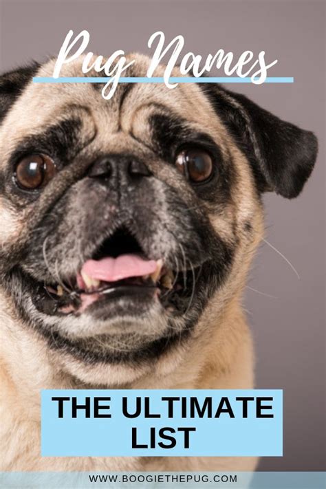 The Ultimate List of Pug Names | Pug names, Pugs, Female pug names