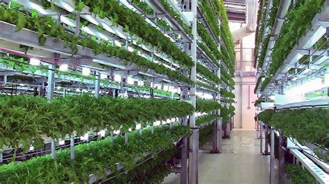 AGRICULTURE TECHNOLOGY : පස් නැති, වතුර නැති අපූරු එළවළු ගොවිපොල