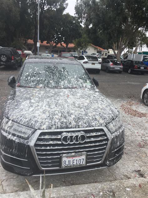 Birds hate this car : r/FUCKYOUINPARTICULAR
