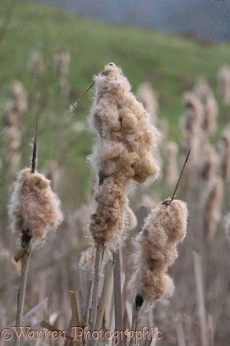 bullrush  seed photo wp