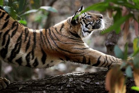Stretching Tiger, India