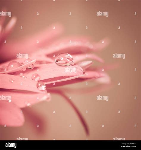 flower drop  res stock photography  images alamy