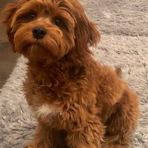 Golden Valley Puppies (@goldenvalleypuppies) • Instagram photos and ...