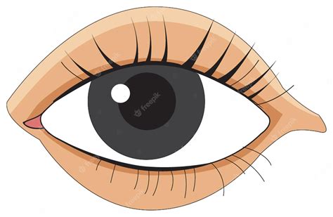 human eye illustration clear high quality vector graphic  medical
