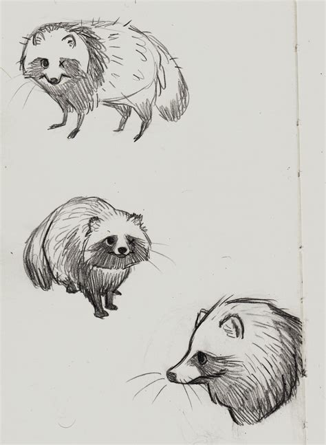 Raccoon dog by Grave-dweller on DeviantArt