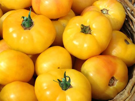 Golden Queen Tomato Seeds | Heirloom | Organic - Tim's Tomatoes